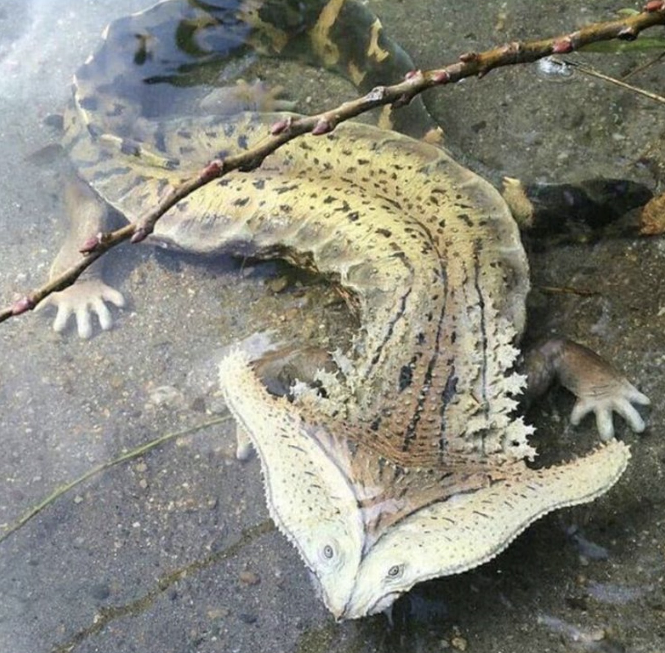 hammerhead salamander